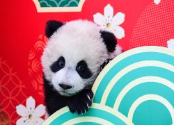  Cina: base di Pechino ospiterà 50 panda giganti nel 2025