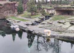 Belgio: fondatore Pairi Daiza Park, panda gigante ottima porta accesso a Cina
Parco faunistico belga continuerà la collaborazione col Paese per proteggere la preziosa specie