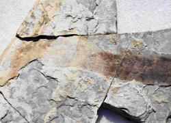 Cina: Hebei, scoperto fossile di lampreda estinta a Fengning
