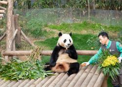 Corea del Sud: il panda gigante Fu Bao tornerà in Cina (3)