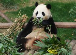 Corea del Sud: il panda gigante Fu Bao tornerà in Cina (2)