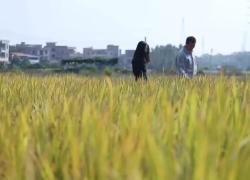 Cina: deputata di NPC di base semina speranza per agricoltura moderna