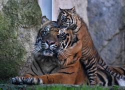 Italia: cucciolo di tigre di Sumatra fa debutto a Bioparco di Roma