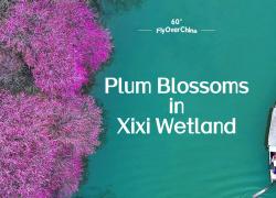 Cina: uno sguardo ai fiori di prugno nella zona umida di Xixi