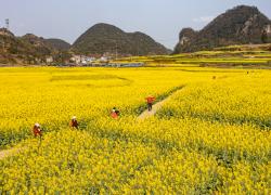 Cina: Guizhou, campi di fiori a Liupanshui (1)