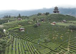 Cina: Guangxi, evento per promuovere cultura del tè a Sanjiang (2)