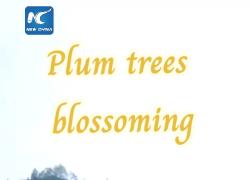 Cina: prugni in fiore nel Guangxi