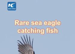 Rara aquila di mare avvistata a Pechino mentre cattura un pesce