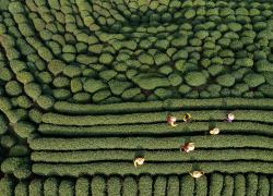 Cina: al via raccolta di famoso tè Longjing nello Zhejiang