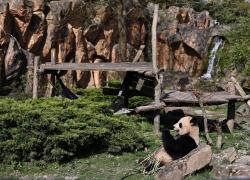 Francia: panda gigante nello zoo di Beauval a Saint-Aignan (3)