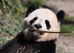 Francia: panda gigante nello zoo di Beauval a Saint-Aignan (2)