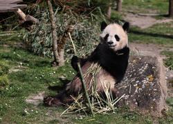 Francia: panda gigante nello zoo di Beauval a Saint-Aignan (1)