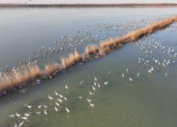 Cina: Hebei pubblica prima mappa per birdwatching per tutte le stagioni