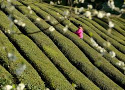 Cina: raccolta del tè nello Hubei (2)