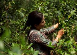 Cina: al via stagione primaverile di raccolta del tè su monte Jingmai