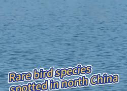 Cina: avvistata rara specie di uccello nella Mongolia Interna
