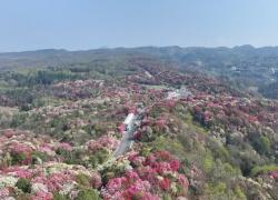 Cina: Guizhou, la bellezza delle azalee in fioritura
