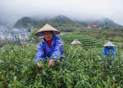 Cina: industria del tè Wuzhou Juyan a Jinhua nello Zhejiang (3)