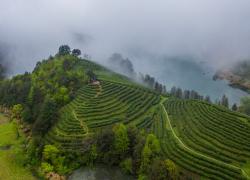 Cina: industria del tè Wuzhou Juyan a Jinhua nello Zhejiang (2)