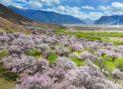 Cina: Xizang, fiori di pesco a Nyingchi (3)