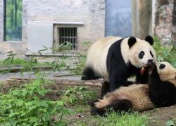 Cina: inviati diplomatici incontrano i panda giganti nel Sichuan