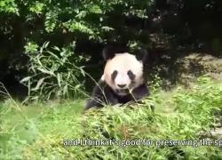 Cina: esploriamo vivace mondo di panda giganti tornati nel Paese