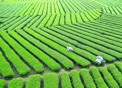 Cina: attività agricole durante il Guyu (1)
