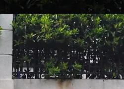 Cina: cane robot addestrato dall'IA che non può cadere