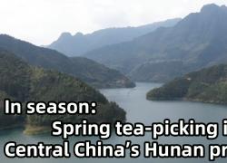 Cina: raccolta primaverile del tè nello Hunan
