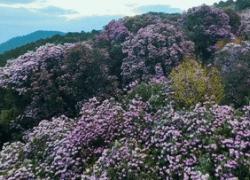Cina: sguardo ai rododendri sulle montagne nel Sichuan
