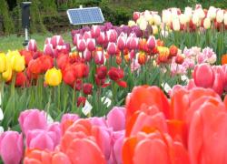 Cina: dai campi olandesi al Paese, il viaggio di fioritura dei tulipani