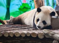 Cina: 4 panda giganti fanno debutto pubblico nella nuova casa a Lanzhou