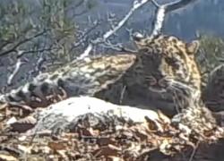 Cina: parco tigri e leopardi lancia nuove operazioni di ripristino habitat