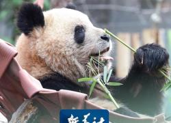 Spagna: arrivata coppia di panda giganti dalla Cina