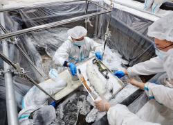 Cina: Sichuan, esperto restaura reperti culturali a Sanxingdui (2)