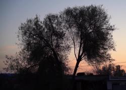 Cina: Xinjiang, agricoltori impegnati potenziano raccolta del cotone
Agricoltori locali si indirizzano verso modalità cooperativa per aumentare resa agricola