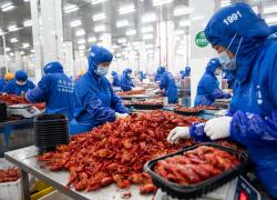 Cina: Hunan, contea promuove industria dei gamberi d'acqua dolce (1)