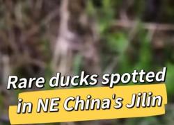 Cina: avvistata rara specie di anatra nel Jilin
