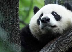Cina: cerca di creare più grande sistema di parchi nazionali del mondo