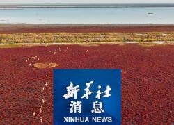 Cina: sta formulando piano per migliorare conservazione biodiversità
