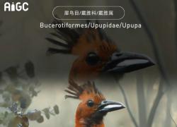 Cina: utilizzata tecnologia IA per ricreare digitalmente animali estinti