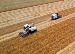 Cina: al via periodo di mietitura del grano (2)
