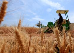 Cina: al via periodo di mietitura del grano (1)
