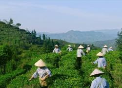 Cina: esploriamo tè ultra-millenario di Liubao