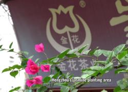Cina: esploriamo tè al gelsomino di Hengzhou