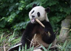 Belgio: zoo di Brugelette festeggia compleanno di panda gigante (1)
