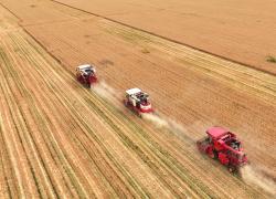 Cina: Shandong, raccolta estiva del grano (1)
