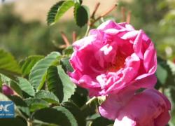 Siria: rosa di Damasco affronta sfide dovute a cambiamento climatico
