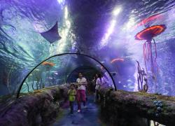 Cina: visita in un acquario a Shenyang per Giornata mondiale oceani