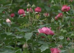 Fiori del Kenya acquistano visibilità nel mercato cinese